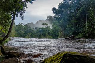 La forêt amazonienne couvre 8 millions d’hectares de la Guyane française.