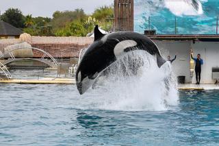 Orque du Marineland d’Antibes (Alpes-Maritimes) Orque du Marineland d’Antibes (Alpes-Maritimes)